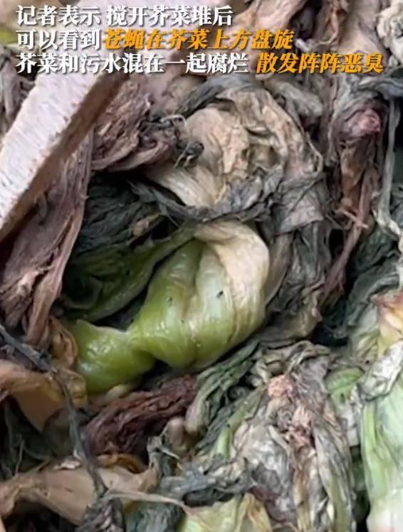 香港橄榄菜爆料视频播放,揭秘幕后真相 第1张 香港橄榄菜爆料视频播放,揭秘幕后真相 第1张